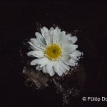 06 - E2 Fülöp Dorottya másolata