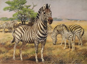 Zebra másolata